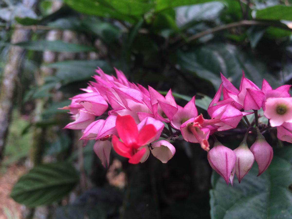 Hacienda Herrera Tambopata Puerto Maldonado Zewnętrze zdjęcie