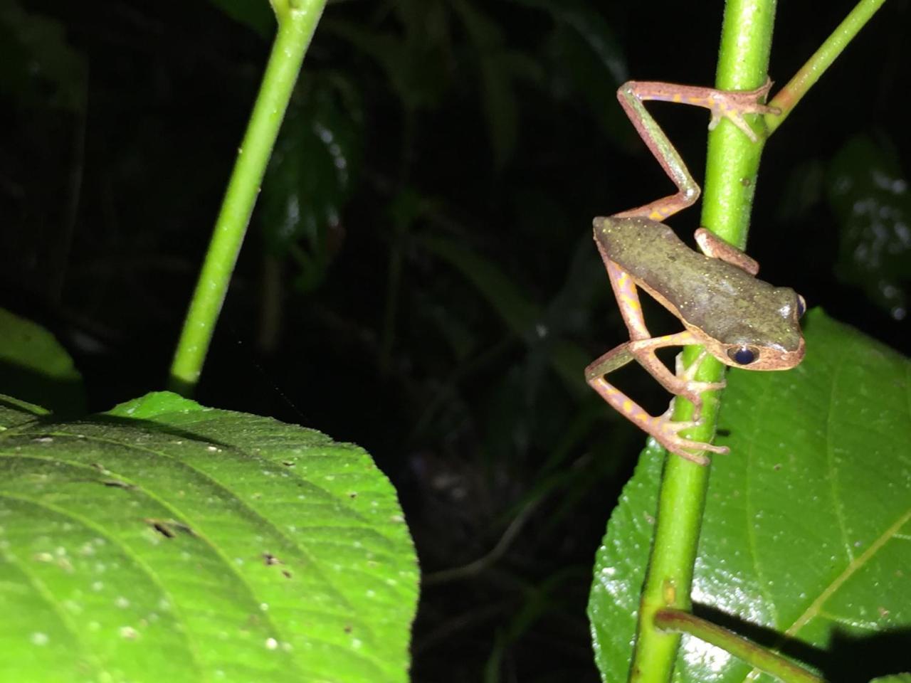 Hacienda Herrera Tambopata Puerto Maldonado Zewnętrze zdjęcie